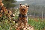 YORKSHIRE TERRIER 579